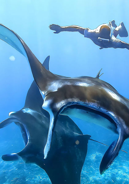 hawiper (23) hawiper (23)